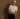 Josh Ross